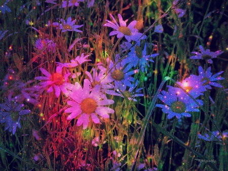 ♥ Magical Daisies ♥