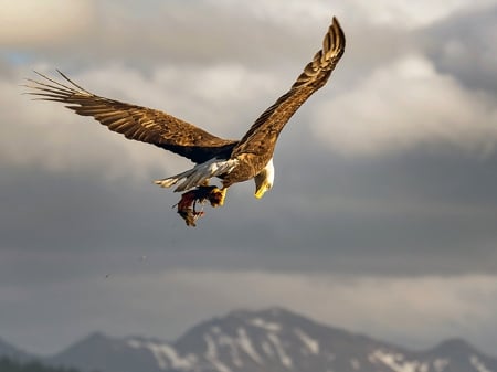 American Bald Eagle over Alaska - eagle, mountains, usa, bird