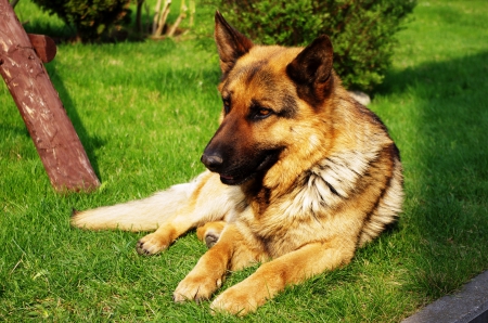 German Shepherd - lawn, resting, peaceful, garden