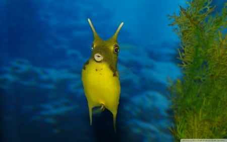 Funny Sea Creature