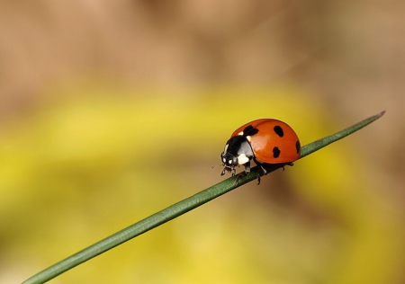 â—‹Ladybugâ—‹ - wildlife, animals, photography, summer, wallpaper, bugs, hd, nature, ladybug, macro, close-up, wild, grass, cute