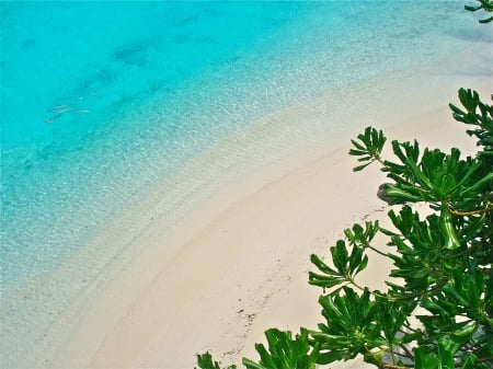 Beach and Lagoon Bora Bora - lagoon, blue, beach, island, polynesia, sand, tahiti, aqua, atoll, exotic, plants, turquoise, paradise, water, sea, ocean, islands, white, shallow, tropical, bora bora, clear