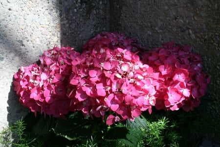 A Flower cannot blossom without Sunshine 21 - red, photography, green, flowers, hydrangeas, garden