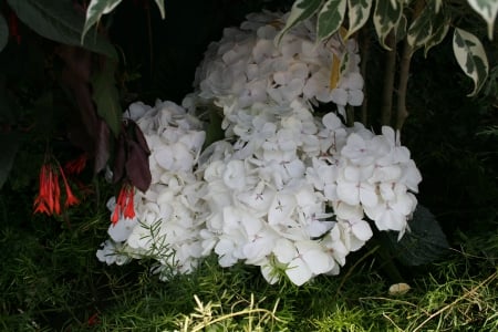 A Flower cannot blossom without Sunshine 22 - white, photography, green, flowers, hydrangeas, garden