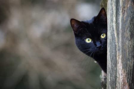 Hi There - black cat, adorable, cat, kitty, photography, cute, black