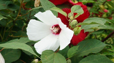 White Flower - white flower, white, flower, daffodil