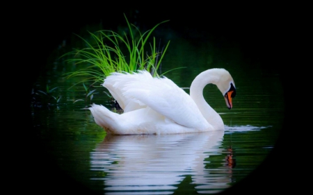 reflection - lake, night, reflection, swan