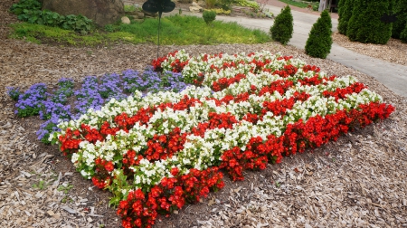 American Flower - flowers, American Flower, red white and blue flowers, flower designs, flower power