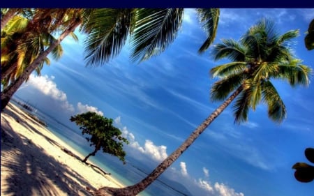 blue - sky, palms, waterfront, blue