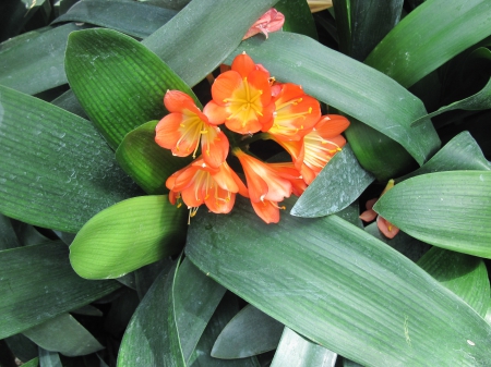 A Flower cannot blossom without Sunshine 26 - photography, orange, green, flowers, garden