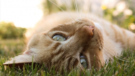 Cat - sleepy, cute, beautiful, cat, sleeping, kitty, cats, hat, cat face, paws, face, animals, pretty, beauty, sweet, kitten, lovely