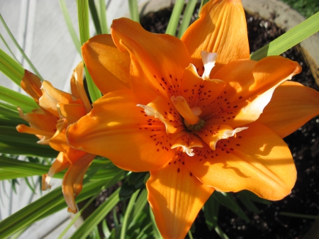 A Flower cannot blossom without Sunshine 29 - garden, lily, flowers, photography, orange, green