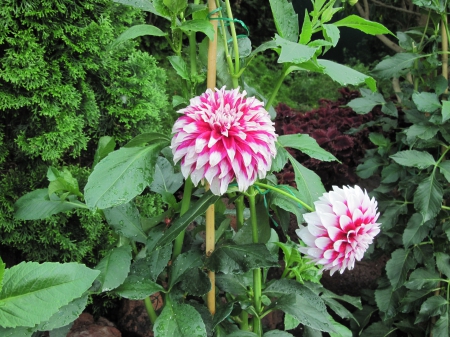 A Flower cannot blossom without Sunshine 34 - Dahlia, white, Flowers, garden, red, green, photography, leaf