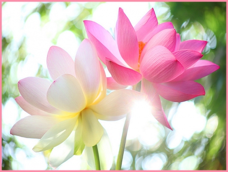 Lotus morning - for Sakura Lee - white, morning, sunshine, lotus, pink, flowers