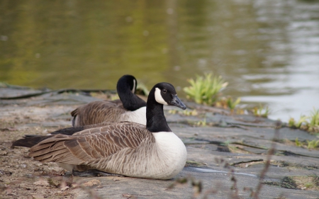 *** Goose *** - animal, animals, bird, birds