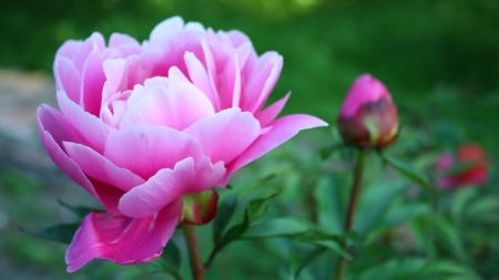 Pink Peony - nature, pink peony, flower, photography