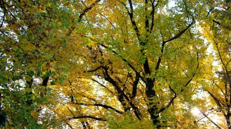 Autumn Trees - trees, nature, yellow, autumn, green, sky, limbs, leaves