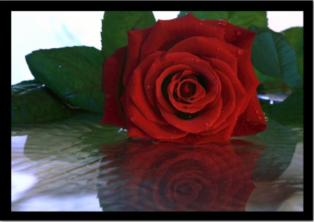 Red Rose - red, flower, nature, rose