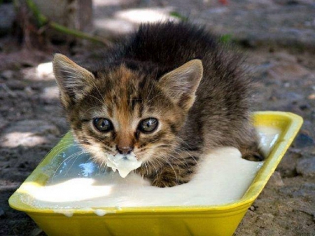 milk bath - animals, cats, kitty, cute, milk bath