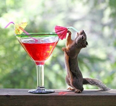 Refreshing - funny, refreshing, photography, squirrel, animals