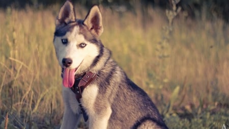 Husky - face, pretty, playful dog, cute, animals, beautiful, sweet, puppy, playful, dogs, puppies, lovely