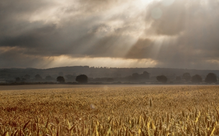 Field - field, sky, sun, grass