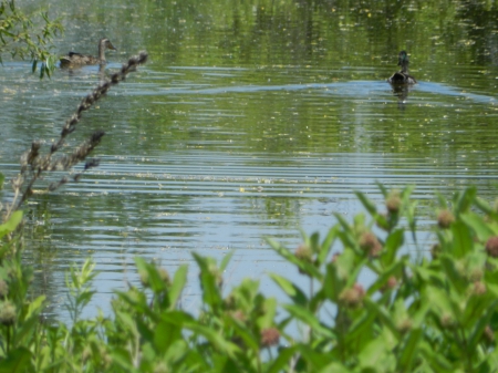 Mallards in Pond -Brampton Ontario Canada Wetlands #1 - mallards, Brampton, Canada, Ontario