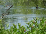 Mallards in Pond -Brampton Ontario Canada Wetlands #1