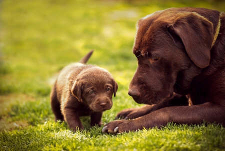 Dogs - pretty, beautiful, puppies, lovely, playful dog, sweet, playful, dogs, cute, face, puppy, animals