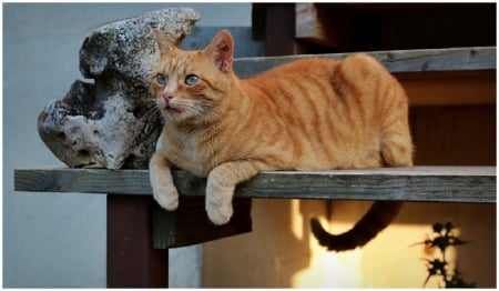 Cat - sleepy, cute, beautiful, cat, sleeping, kitty, cats, hat, cat face, paws, face, animals, pretty, beauty, sweet, kitten, lovely