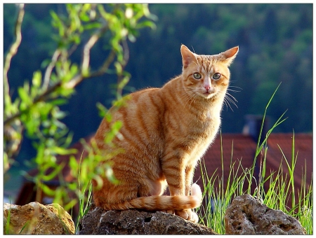 Cat - sleepy, cute, beautiful, cat, sleeping, kitty, cats, hat, cat face, paws, face, animals, pretty, beauty, sweet, kitten, lovely