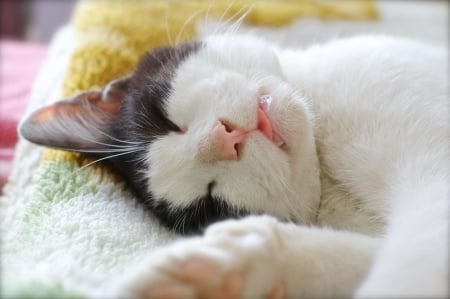 Cat - pretty, cat face, sleepy, paws, kitten, cats, face, sleeping, hat, beautiful, beauty, lovely, sweet, cat, cute, animals, kitty