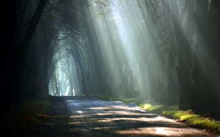 Sunbeams on a Forest Road - forest, trees, road, sunbeams