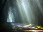 Sunbeams on a Forest Road