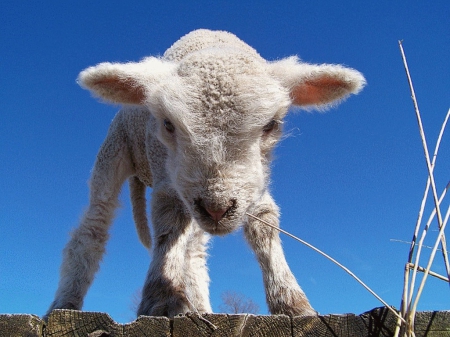 Little Sheep - young, blue sky, funny, lamb, lovely