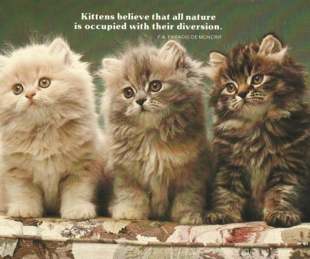 Three kittens - fluffy, cute, paws, kitten