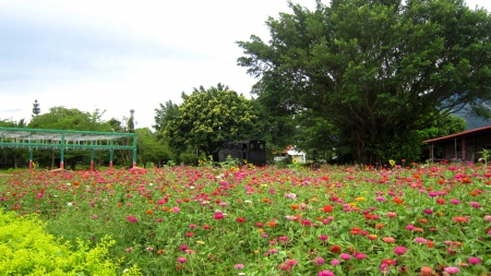 Garden - Garden, flowers, tree, old train