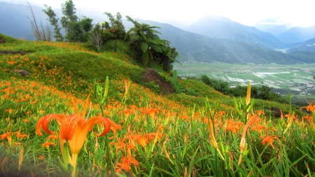 High-mountain daylilies - nature, mountain, cloudy fog, orange dailily, beautiful, daylily, flowers