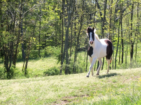 Cutie Pie Panda - tranquillity, horse, trees, beautiful