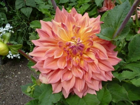 Beautiful Dahlia - flowers, Dahlia, nature, garden flowers