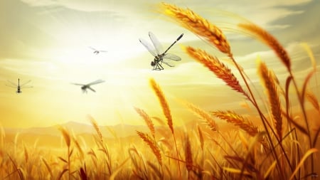 Wheat 2 Harvest - farm, sky, dragonflies, grain, field, oats, gold, country, agriculture, harvest, bread, grass