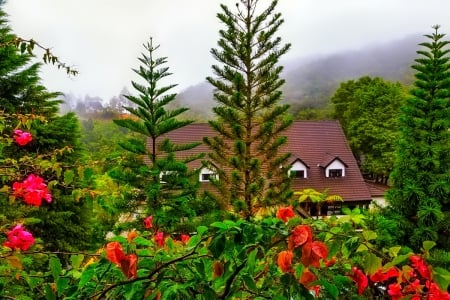 House - flowers, photo, house, trees