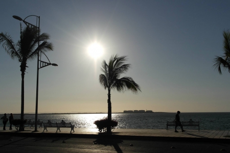 Sunset - Shore, Sunset, Palm Tree, Sea