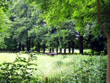 Lovely green - nature, view, trees, photography, tree, grass