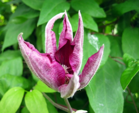 Purple flower - nature, purple, macro, green, flowers, flower