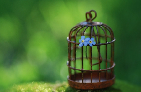 Be Free - forget me not, flowers, cage, blue