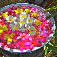 Bowl of Plumeria Flowers ** beautiful **