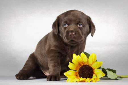 *** Little labrador *** - animal, dogs, animals, dog