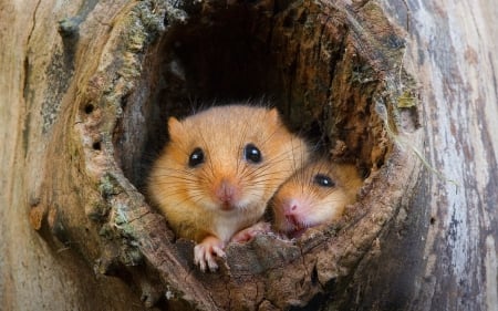 *** Rats in tree *** - animal, rats, tree, animals