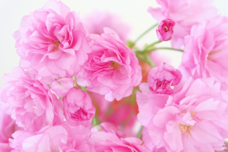 *** Pink roses *** - flowers, flower, roses, nature